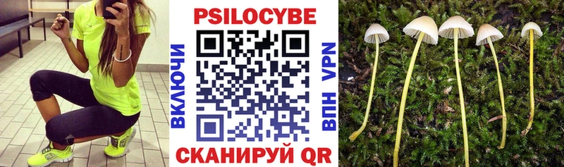 Псилоцибиновые грибы Psilocybe  Дивногорск 